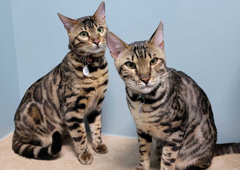 Carousel Slide 4: Cat veterinarians