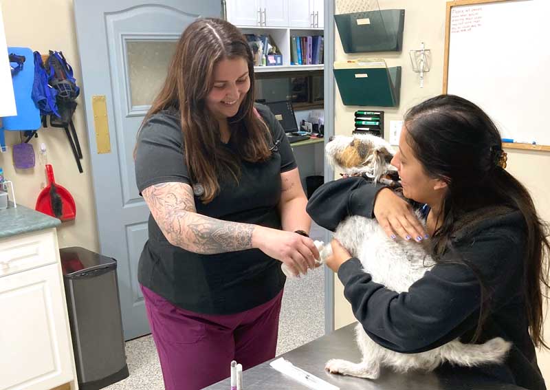 Carousel Slide 3: Dog veterinary care